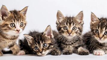 ai gegenereerd nieuwsgierig katjes, een groep van speels kittens verkennen hun omgeving Aan een wit achtergrond, achtergrond afbeelding, generatief ai foto