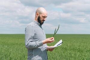 agronoom of boer onderzoekt de groei van tarwe. boer onderzoekt de veld- van granen foto