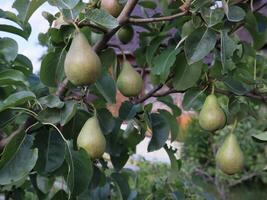 peren groeit Aan de boom. Peer boom. foto