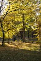 herfst park. geel gebladerte. mooi en vredig plaats. herfst landschap. foto