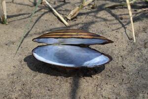 schelp Aan de zand in de buurt meer, dichtbij omhoog. foto