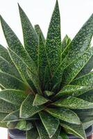 Haworthia aloë stromen fabriek sappig in pot. groen weinig bloem Aan wit achtergrond. foto