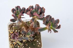 echeveria donker vader fabriek sappig. weinig groen bloem Aan wit achtergrond. foto