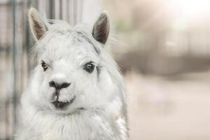 grappig wit alpaca lama Aan beige achtergrond met zonlicht foto