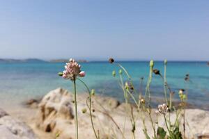 gras en wilde bloemen tegen de backdrop van een blauw zee lagune. mooi zomer achtergrond. rust uit Bij de zee. foto