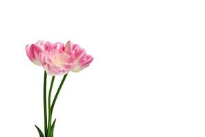 boeket van drie roze tulpen Aan een wit achtergrond. voorjaar bloemen. elementen voor ontwerp foto