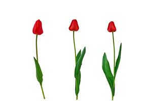 drie rood tulpen geïsoleerd Aan wit achtergrond. reeks van bloemen voor ontwerp. clip art voor verder werk. foto
