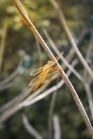 macro foto van een libel neergestreken Aan een droog boom romp