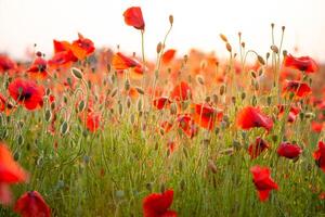 veld- van papavers. natuur zomer wild bloemen. rood bloem klaprozen fabriek. bloemknoppen van wilde bloemen. papaver bloesem achtergrond. bloemen botanisch vrijheid humeur. blad en struik foto