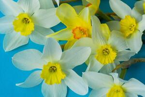 wit en geel narcissen Aan een blauw achtergrond. bloem met oranje centrum. voorjaar bloemen. een gemakkelijk gele narcis knop. narcis boeket. foto