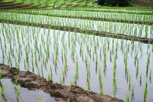 landschap Aan terrasvormig nieuw geplant rijstveld rijst- velden Aan berg met mistig in de platteland, Chiang Mai provincie van Thailand. reizen in groen tropisch regenachtig seizoen concept foto