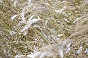 miscanthus onder de sneeuw in winter. tuin fabriek foto