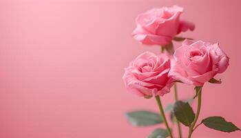 ai gegenereerd drie roze rozen zijn getoond Aan een roze achtergrond foto