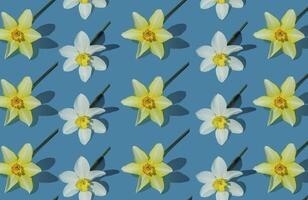 bloemen geel narcis achtergrond. wit en geel gele narcis. bloemen concept. foto