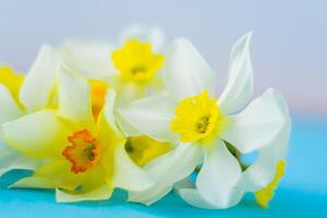 wit en geel narcissen Aan een blauw achtergrond. bloem met oranje centrum. voorjaar bloemen. een gemakkelijk gele narcis knop. narcis boeket. foto
