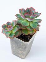 echeveria yeon-deung fabriek sappig. groen weinig bloem geïsoleerd Aan wit achtergrond. foto