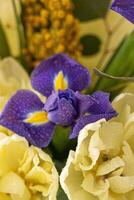 voorjaar boeket van bloemen. irissen, tulpen, mimosa en eucalyptus. geel en blauw bloem. knop detailopname. bloemen achtergrond. Purper iris, wit dubbele tulp. maart humeur. foto