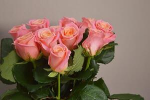 mooi boeket van rozen Aan een grijs achtergrond. roze en oranje roos bloemen met groen bladeren. foto