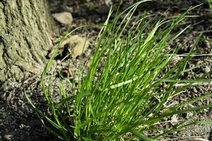 groen gras Aan een grond. foto