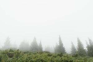 vroeg ochtend- in een Karpaten mistig vallei foto