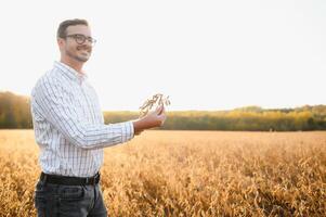 agronoom inspecteert soja Bijsnijden in agrarisch veld- - agro concept - boer in soja plantage Aan boerderij foto