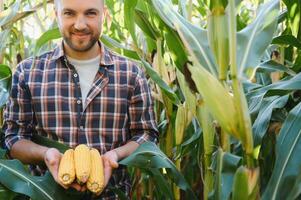 agronoom controle maïs als klaar voor oogst. portret van boer foto