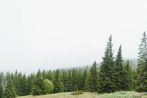 mist die de bergbossen bedekt foto