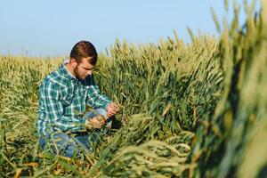 gelukkig volwassen technicus controle de groei van de tarwe voor een kwaliteit controle in een ontbijtgranen veld- in zomer foto