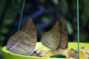vlinders aan het eten dichtbij omhoog. foto