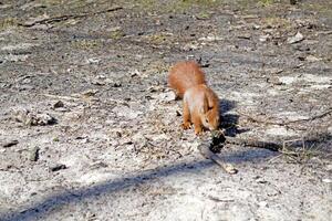 schattig rood eekhoorn loopt Aan de grond in een Woud. foto