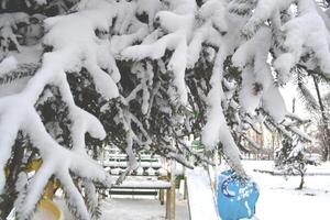 winter ochtend. de takken gedekt door sneeuw. winter natuur. foto