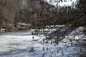 lente boslandschap. foto