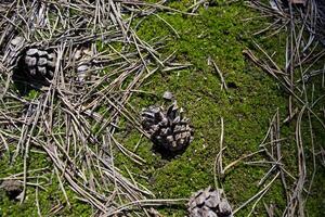 ijshoorntje en pijnboom naalden Aan een groen mos Bij voorjaar foto