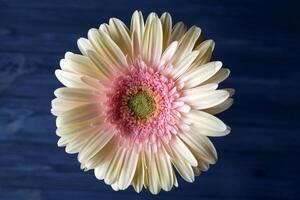 beige gerbera met een tintje van roze Aan een donker blauw achtergrond macro schot. bloem achtergrond. foto