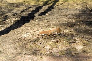 schattig rood eekhoorn loopt Aan de grond in een Woud. foto