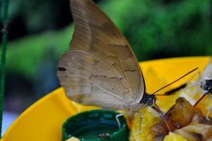 mooi vlinder Aan een groen bladeren. tropisch dieren in het wild. mooi insecten. schoonheid van natuur. macro natuur. foto