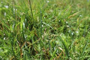 groen gras achtergrond. natuurlijk textuur. foto