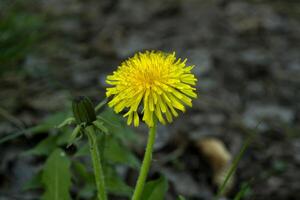 geel paardebloem macro schot. foto