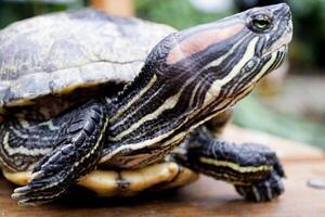 hoofdschot van een Japans schildpad. foto