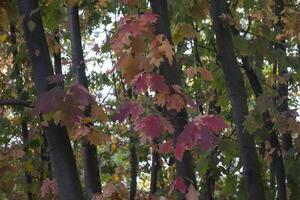 de eik bladeren Bij herfst park, dichtbij omhoog. mooi herfst achtergrond. foto