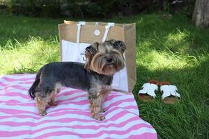 yorkshire terriër Aan een picknick deken in de park. foto