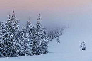 een rustig winters tafereel. sparren bedekt met sneeuw staan in een mist. prachtige natuur aan de rand van het bos. gelukkig nieuwjaar foto