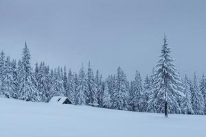 een rustig winters tafereel. sparren bedekt met sneeuw staan in een mist. prachtige natuur aan de rand van het bos. gelukkig nieuwjaar foto