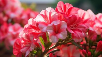 ai gegenereerd detailopname van roze en wit hibiscus bloemen foto