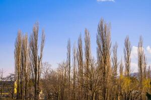 pijnboom takken tegen de backdrop van helder blauw lucht foto