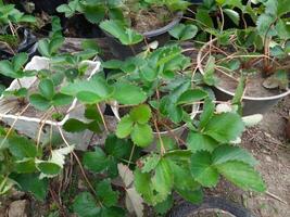 aardbei fabriek in de tuin. groeit aardbei zaailingen foto