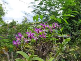 Purper orchideeën bloeiend in botanisch tuin foto