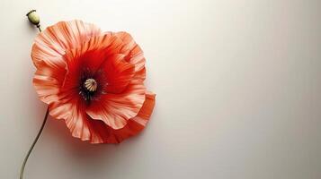 ai gegenereerd een schoon, wit achtergrond met een single papaver in de centrum, symboliseert herinnering foto