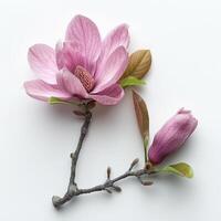 ai gegenereerd een magnolia bloem geïsoleerd Aan een wit achtergrond, presentatie van haar schoonheid foto