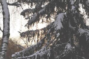 winter ochtend. de takken gedekt door sneeuw. winter natuur. foto